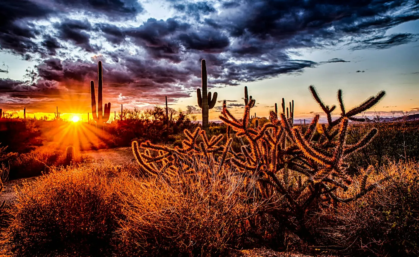 Saguaro cactus in the Arizona desert at sunset
